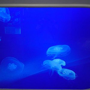 Large moon jellies