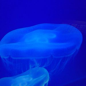 Huge jellies