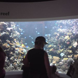 Fijian reef, main tank