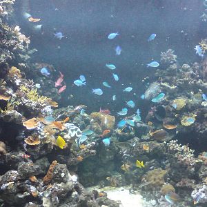 Fijian reef, main tank