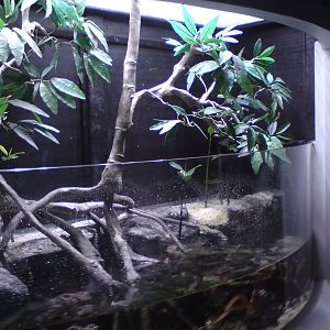 Caribbean mangrove swamp tank