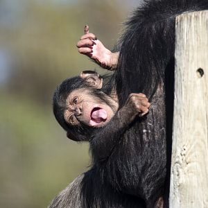 Chimpanzee 'Hope'