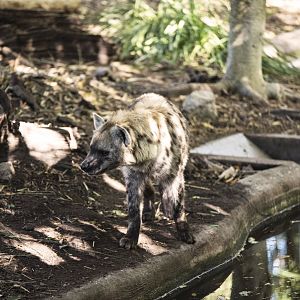 Spotted Hyena