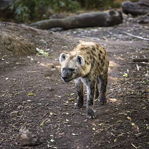 Spotted Hyena