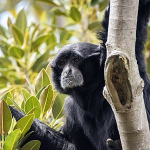 Siamang 'Jars'