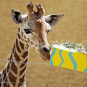 Giraffe 'Nolean' on her first birthday