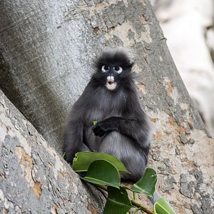 Dusky Langur