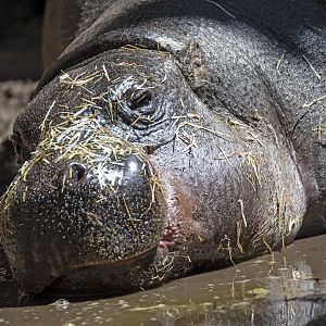 Pygmy hippopotamus 'Obi'