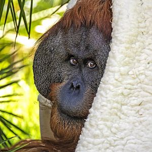 Sumatran orangutan 'Kluet'
