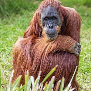 Sumatran orangutan 'Puspa'