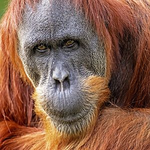 Sumatran orangutan 'Puspa'