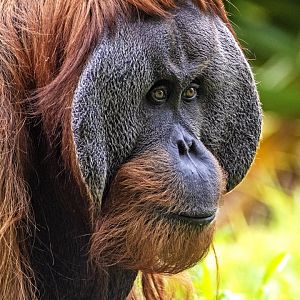 Sumatran orangutan 'Kluet'