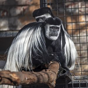 New Colobus females