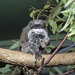 Emperor tamarin
