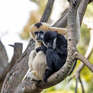 White-cheeked gibbons 'Viet' and 'Tuson'