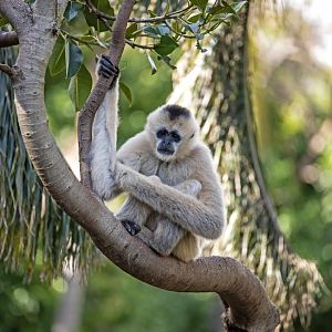 White-cheeked gibbon 'Tien'