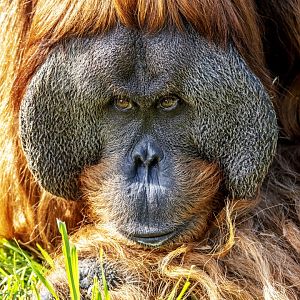 Sumatran orangutan 'Kluet'