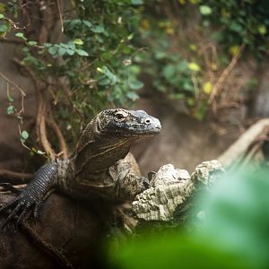 Komodo Dragon
