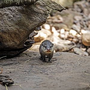 Oriental small-clawed otter pup
