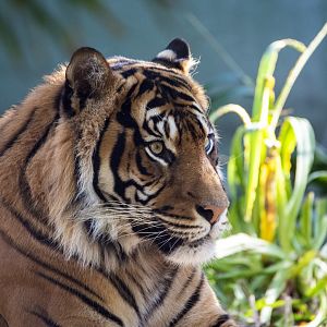 Sumatran tiger 'Kembali'