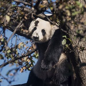 Giant panda 'Fu Ni'