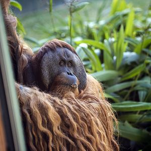 Sumatran orangutan 'Kluet'