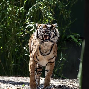 Sumatran tiger 'Kembali'