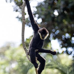 White-cheeked gibbon 'Tuson'