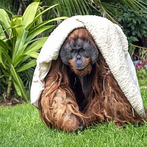 Sumatran orangutan 'Kluet'