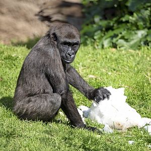 Western lowland gorilla 'Kanzi'