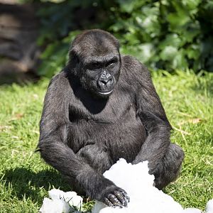 Western lowland gorilla 'Kanzi'