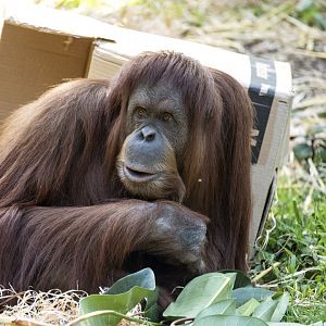 Hybrid orangutan 'Kiani'