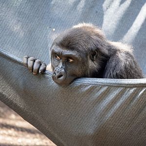 Western lowland gorilla 'Kanzi'