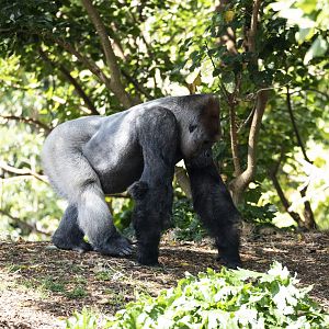 Western lowland gorilla 'Otana'