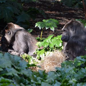 Western lowland gorillas 'Yuska' and 'Kimya'