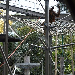 Netted Orangutan Exhibit