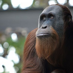 Sumatran orangutan 'Malu'