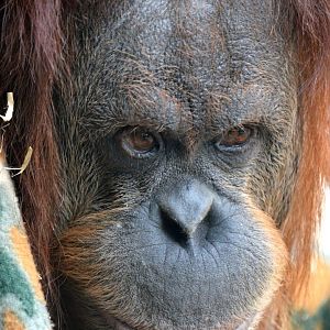 Hybrid orangutan 'Kiani'
