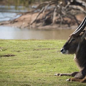 Waterbuck