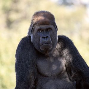 Western lowland gorilla 'Motaba'