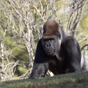 Western lowland gorilla 'Motaba'