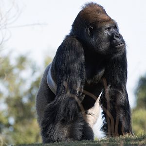 Western lowland gorilla 'Motaba'