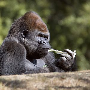 Western lowland gorilla 'Yadumu'