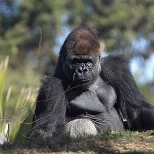 Western lowland gorilla 'Yadumu'