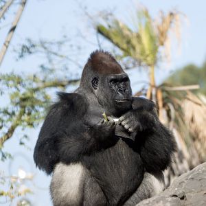 Western lowland gorilla 'Ghubari'