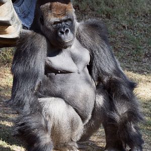 Western lowland gorilla 'Yadumu'