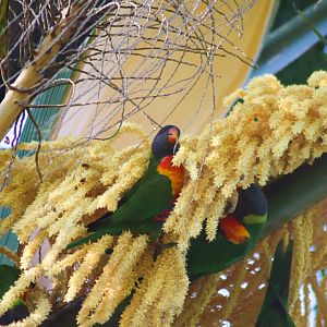 Rainbow Lorikeets (Trichoglossus moluccanus)