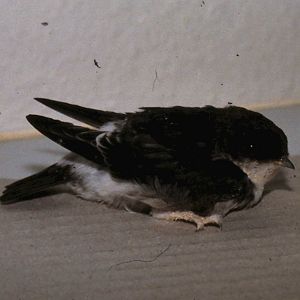 House martin