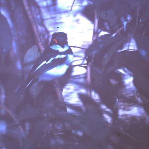 Brown-throated wattle-eye - male