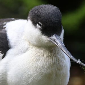 Avocet